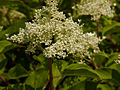 Hydrangea paniculata Kyushu IMG_4614 Hortensja bukietowa